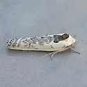 Antaeotricha lindseyi - Hodges#1012 - photo 5