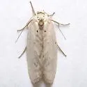 Antaeotricha manzanitae - Hodges#1025