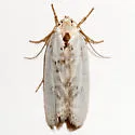 Antaeotricha manzanitae - Hodges#1025 - photo 4