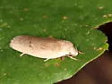 Antaeotricha osseella - Hodges#1015