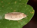 Antaeotricha osseella - Hodges#1015 - photo 2