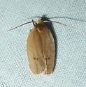Antaeotricha osseella - Hodges#1015 - photo 3