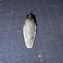 Antaeotricha osseella - Hodges#1015 - photo 5