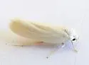 Antaeotricha thomasi - Hodges#1021