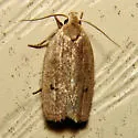 Antaeotricha unipunctella - Hodges#1013