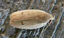 Antaeotricha unipunctella - Hodges#1013 - photo 3