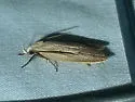 Antaeotricha unipunctella - Hodges#1013 - photo 4