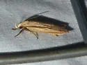 Antaeotricha unipunctella - Hodges#1013 - photo 5