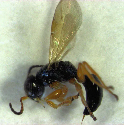 Anteon caledonianum