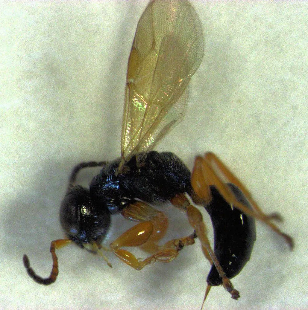 Anteon caledonianum - photo 3