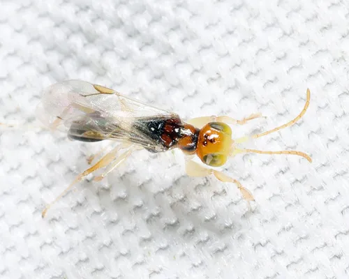 Anteon masoni - photo 3