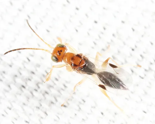 Anteon puncticeps