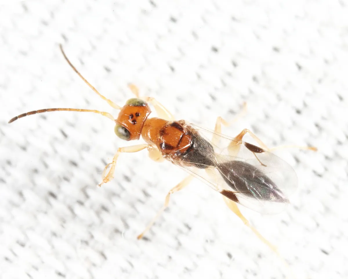 Anteon puncticeps - photo 2