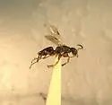 Anteon rugosiceps