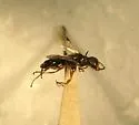 Anteon rugosiceps - photo 2