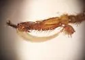 Anteon rugosiceps - photo 3