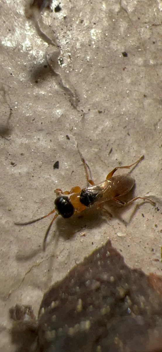 Anteon xanthothorax