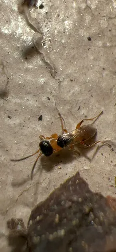 Anteon xanthothorax - photo 2