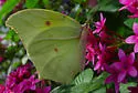 White Angled-Sulphur - Hodges#4226