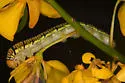 White Angled-Sulphur - Hodges#4226 - photo 2