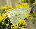 White Angled-Sulphur - Hodges#4226 - photo 3