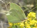 White Angled-Sulphur - Hodges#4226 - photo 4