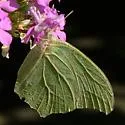 White Angled-Sulphur - Hodges#4226 - photo 5