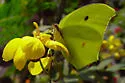 Yellow Angled-Sulphur - Hodges#4227
