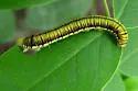 Yellow Angled-Sulphur - Hodges#4227 - photo 4