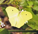 Yellow Angled-Sulphur - Hodges#4227 - photo 5