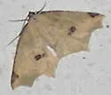 Antepione imitata - Hodges#6990
