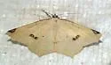 Antepione imitata - Hodges#6990 - photo 2