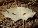 Antepione imitata - Hodges#6990 - photo 3