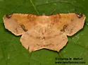 Antepione imitata - Hodges#6990 - photo 4