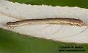 Antepione imitata - Hodges#6990 - photo 5