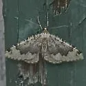 Eustroma atrifasciata - Hodges#7212