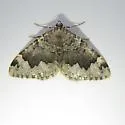 Eustroma atrifasciata - Hodges#7212 - photo 2
