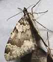 Eustroma atrifasciata - Hodges#7212 - photo 3