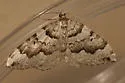 Antepirrhoe fasciata - Hodges#7211