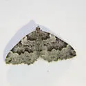 Antepirrhoe fasciata - Hodges#7211 - photo 2