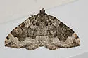 Black-banded Carpet - Hodges#7210