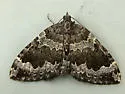 Black-banded Carpet - Hodges#7210 - photo 2