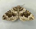 Black-banded Carpet - Hodges#7210 - photo 3
