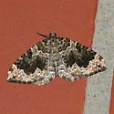 Black-banded Carpet - Hodges#7210 - photo 4