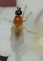 Anthalia bulbosa