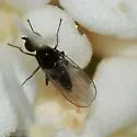 Anthalia bulbosa - photo 2