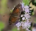 Chestnut Crescent - Hodges#4478.2 - Anthanassa argentea
