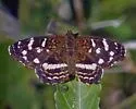 Chestnut Crescent - Hodges#4478.2 - photo 2
