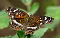 Chestnut Crescent - Hodges#4478.2 - photo 3