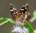 Chestnut Crescent - Hodges#4478.2 - photo 4